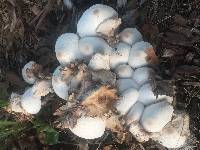 Leucocoprinus cepistipes image