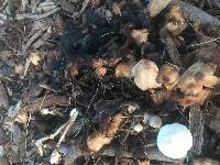 Leucocoprinus cepistipes image