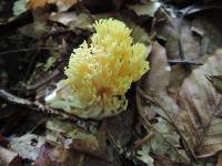 Ramaria flava image