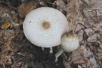 Agaricus placomyces image