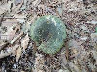 Lactarius atroviridis image