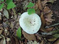 Lactarius piperatus image