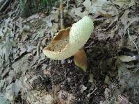 Gyroporus castaneus image