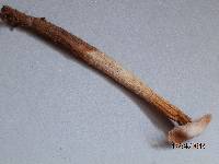 Battarrea phalloides image