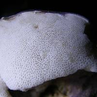 Tylopilus rubrobrunneus image