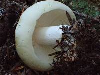 Russula crassotunicata image