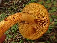 Cortinarius gentilis image