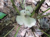 Clitocybe odora image