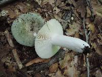 Russula heterophylla image