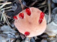 Hydnellum peckii image