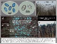 Peziza atrovinosa image