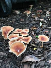 Gymnopus luxurians image
