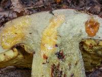 Boletus speciosus image