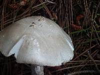 Amanita stannea image