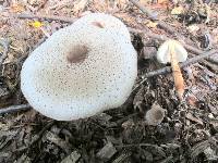 Leucoagaricus americanus image