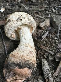 Amanita daucipes image