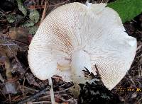 Tricholoma album image