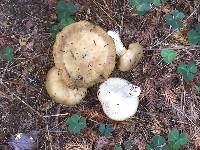 Russula fragrantissima image