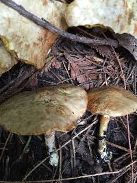 Suillus umbonatus image