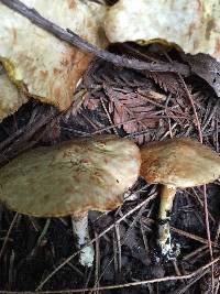 Suillus umbonatus image