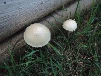 Agrocybe dura image