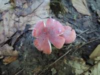 Russula rosea image