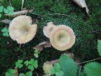 Russula pectinatoides image