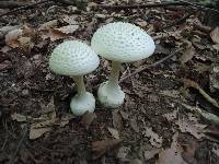 Amanita abrupta image