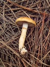 Cortinarius delibutus image