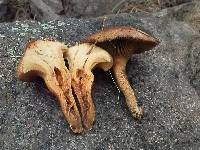 Chroogomphus conacytiensis image