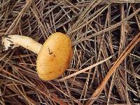 Cortinarius delibutus image