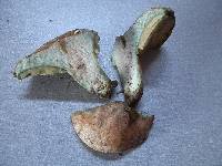 Lactarius deterrimus image