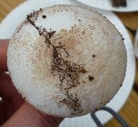 Amanita pseudovolvata image