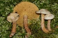 Suillus placidus image