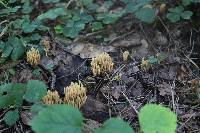 Ramaria eumorpha image