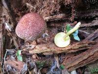 Tricholomopsis rutilans image