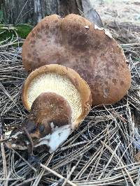 Tapinella atrotomentosa image