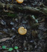 Hygrophoropsis aurantiaca image