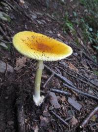 Amanita banningiana image