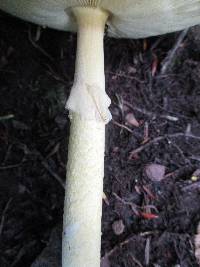 Amanita banningiana image