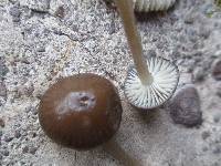 Gliophorus irrigatus image