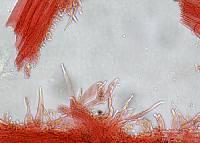 Mycena sanguinolenta image