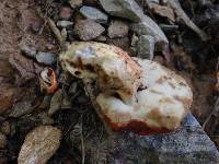 Gyroporus ballouii image