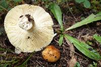 Russula decolorans image