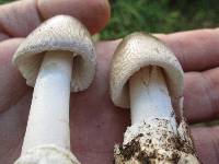 Amanita sect. Vaginatae image