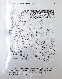 Peniophora versiformis image