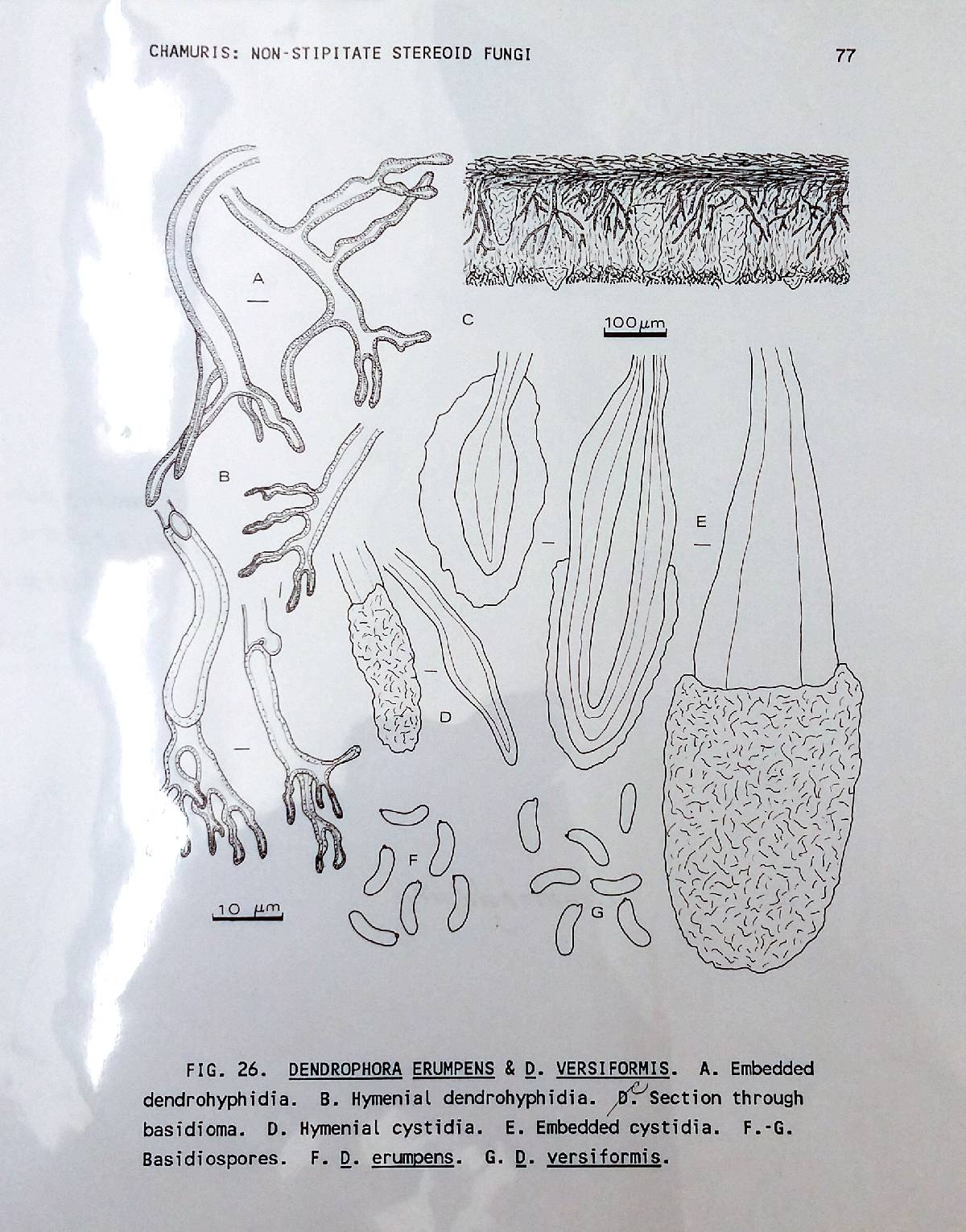 Peniophora versiformis image