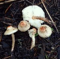 Lepiota castaneidisca image