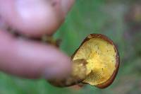 Suillus grevillei image