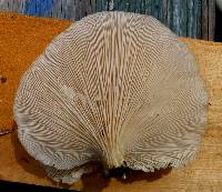 Pleurotus pulmonarius image